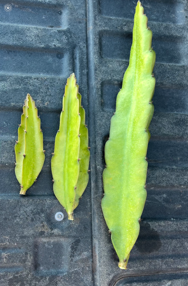 3 pieces Dragon Fruit Cuttings (8 in to 12 in)